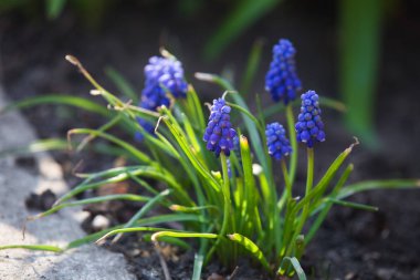 üzüm Sümbüller bahar çayır