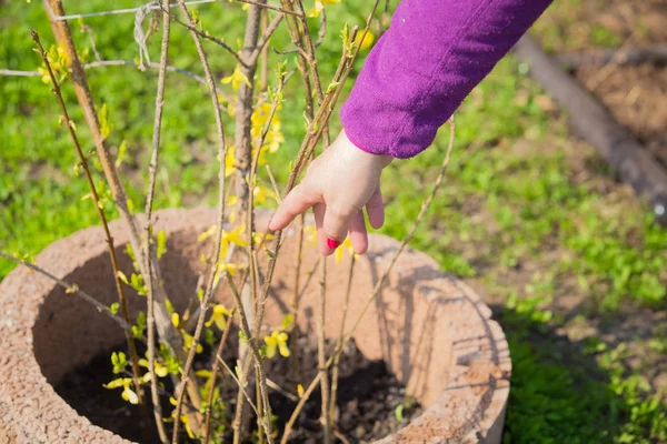 Elderly woman hand gardening