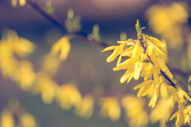 Forsythia sarı bahar çiçekler