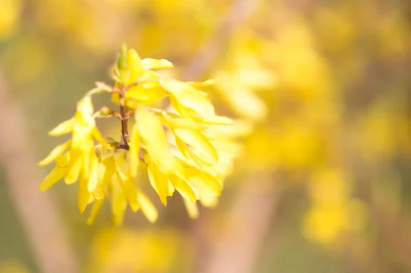Odsythia Žluté Jarní Květiny — Stock fotografie