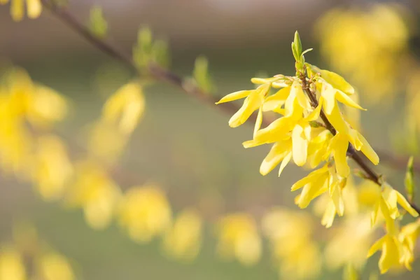 Odsythia Žluté Jarní Květiny — Stock fotografie
