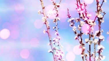 Çiçek açan ağaçlar arka plan bahar