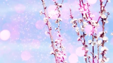 Çiçek açan ağaçlar arka plan bahar