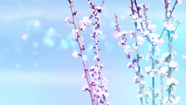 Virágzó Fák Tavasszal Háttér — Stock videók