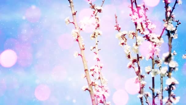 Цветущие Деревья Весенний Фон — стоковое видео