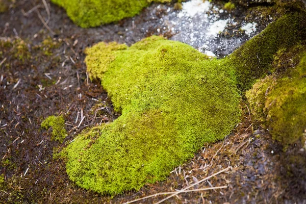 Mousse Verte Sur Fond Nature Rocheuse Montagne Concept — Photo