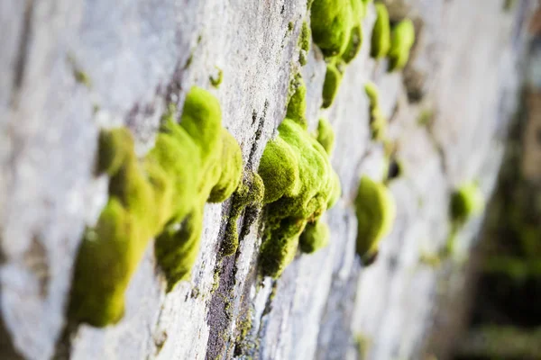 山の岩の自然コンセプトの背景に緑の苔 — ストック写真