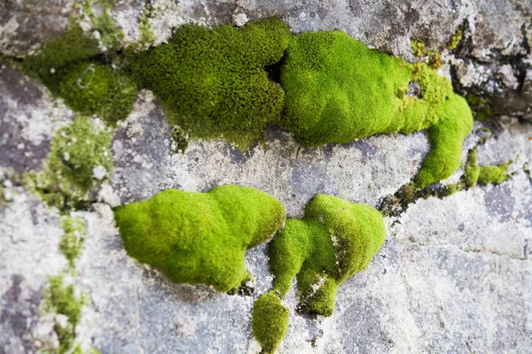 Muschio Verde Roccia Montagna Concetto Natura Sfondo — Foto Stock