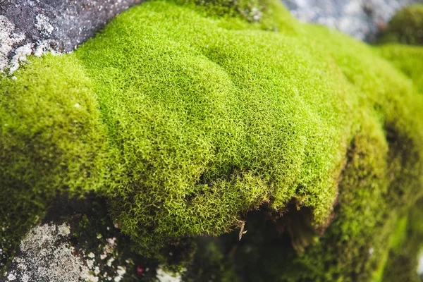 Зеленый Мох Фоне Концепции Горной Породы — стоковое фото