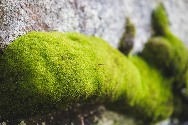山の岩の自然コンセプトの背景に緑の苔 — ストック写真