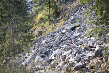 Yasadışı günlüğe kaydetme. Ormansızlaşma kaya-düşme tehlikesi riski 