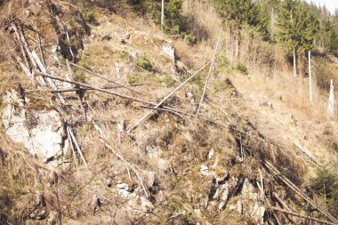 Yasadışı günlüğe kaydetme. Ormansızlaşma kaya-düşme tehlikesi riski 