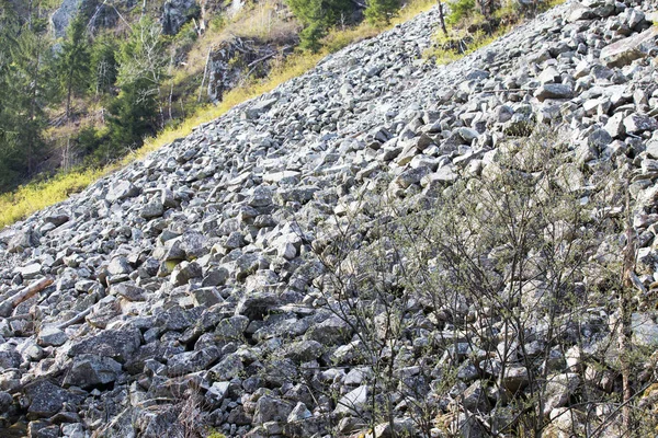 Незаконна Лісозаготівля Ризик Небезпеки Вирубки Лісів — стокове фото