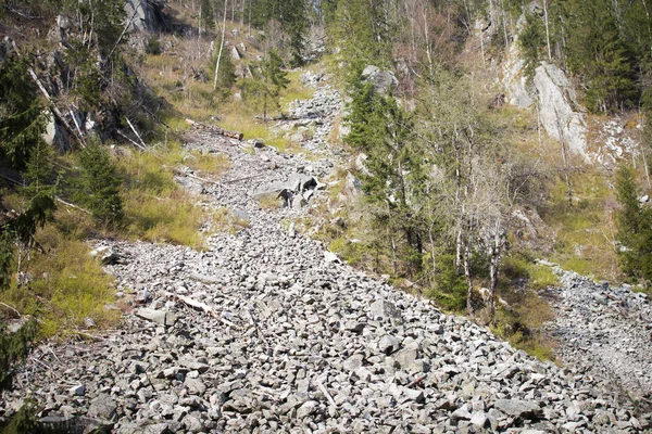 Незаконна Лісозаготівля Ризик Небезпеки Вирубки Лісів — стокове фото