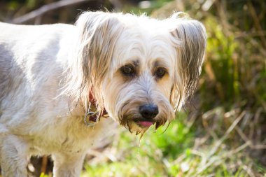 Dağ nehri ile oynayan köpek