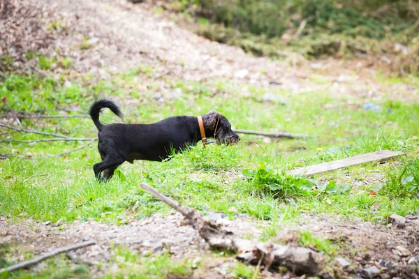 Pies Grający Przez Mountain River — Zdjęcie stockowe