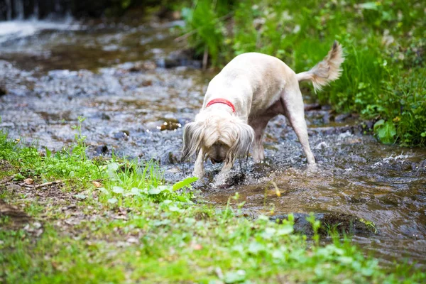 Dağ Nehri Ile Oynayan Köpek — Stok fotoğraf