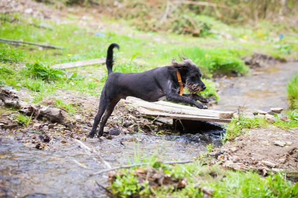 Pies Grający Przez Mountain River — Zdjęcie stockowe