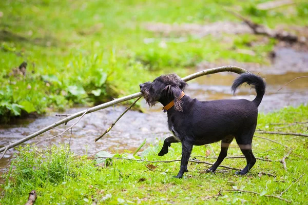 Dağ Nehri Ile Oynayan Köpek — Stok fotoğraf