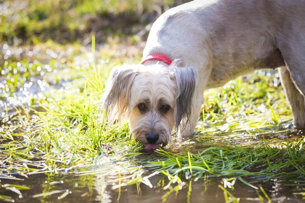 Hund Spielt Gebirgsfluss — Stockfoto