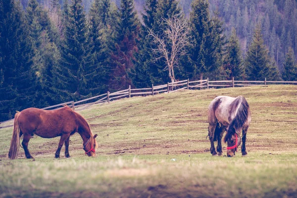 Mountain landscape with free horses