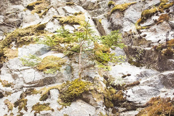 Berglandschaft Mit Tannen — Stockfoto