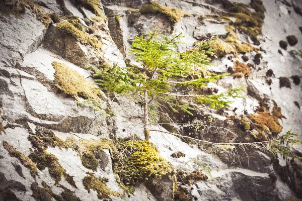 Berglandschaft Mit Tannen — Stockfoto