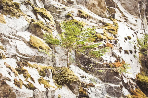 Paysage Montagne Avec Sapins — Photo