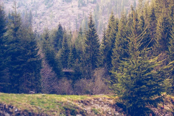 Paesaggio Montano Con Abeti — Foto Stock