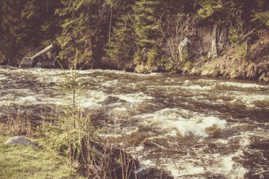 Köknar ağaçları ile dağ nehir manzara