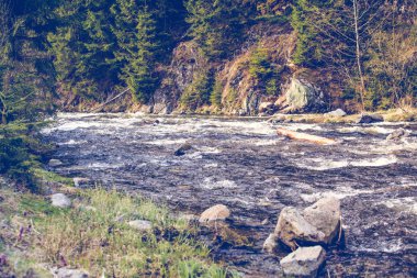 Köknar ağaçları ile dağ nehir manzara