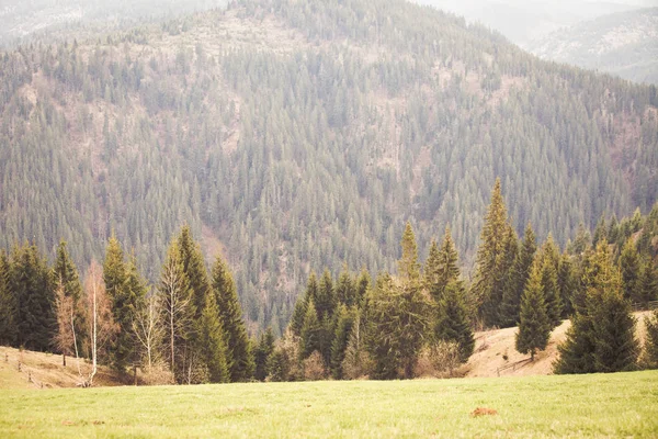 Paesaggio Montano Con Abeti — Foto Stock