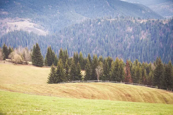 Paesaggio Montano Con Abeti — Foto Stock