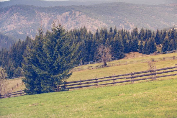 Paesaggio Montano Con Abeti — Foto Stock