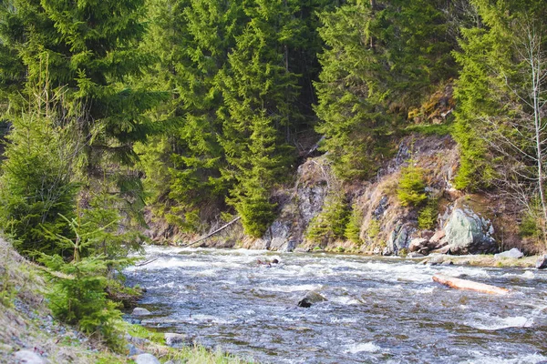 Paesaggio Fluviale Montano Con Abeti — Foto Stock