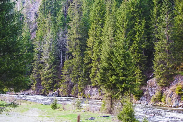 Montaña Río Paisaje Con Abetos —  Fotos de Stock