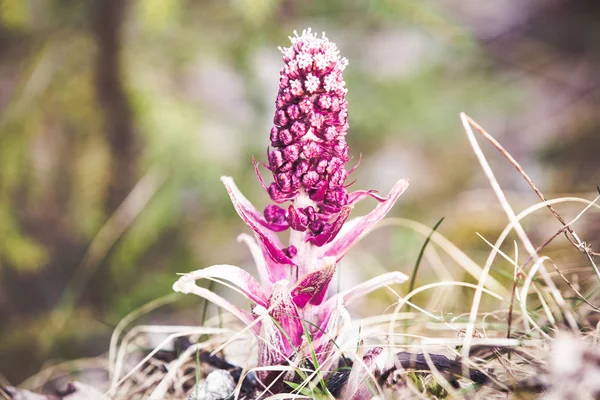 Mountain purple flower by the river