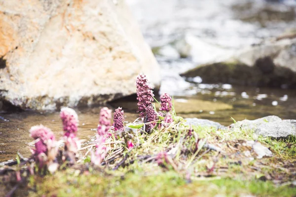 Mountain purple flower by the river