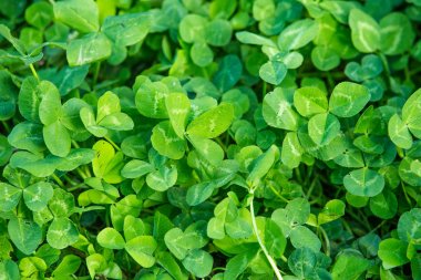 Yeşil yonca taze yaz arka plan