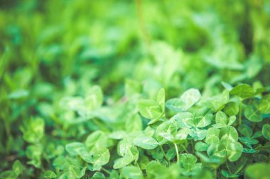 Yeşil yonca taze yaz arka plan