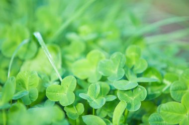 Yeşil yonca taze yaz arka plan