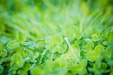 Yeşil yonca taze yaz arka plan