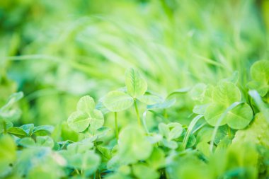 Yeşil yonca taze yaz arka plan