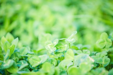Yeşil yonca taze yaz arka plan