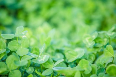 Yeşil yonca taze yaz arka plan