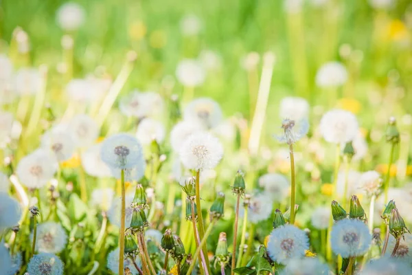 Bunga Dandelion Musim Panas Dan Bidang Bulu — Stok Foto
