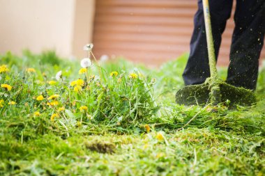 Profesyonel bir çim düzeltici ile çim kesme