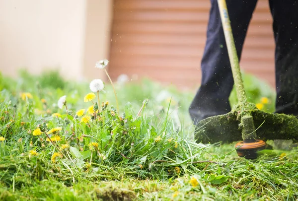 Profesyonel bir çim düzeltici ile çim kesme