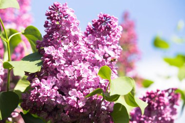 Mor ortak leylak çiçek bahar arka plan