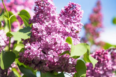 Mor ortak leylak çiçek bahar arka plan